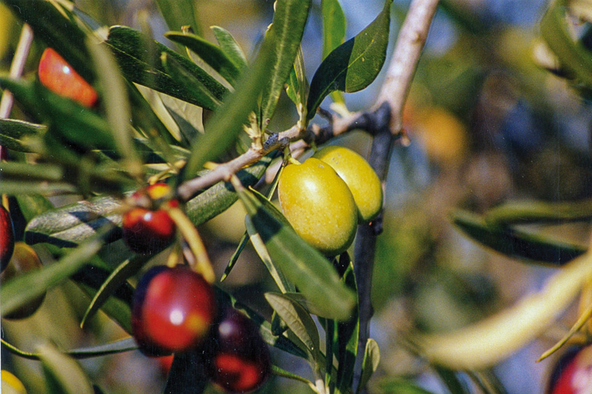 Italienisches Olivenöl nativ extra